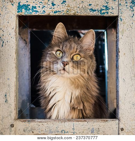 Lovely, Fluffy, Gray Kitten, Sitting Under A Shabby, Rustic Chair And Piteously Looking In The Direc