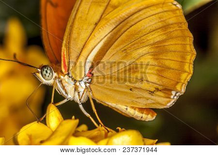 Dryas Iulia, Julia Butterfly, Or Flambeau, Is A Species Of Brush-footed Butterfly, Nymphalidae.