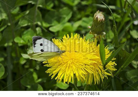 Blooming Bright Dandelions, Yellow With Green Leaves And Butterfly White In The Daytime In Natural C