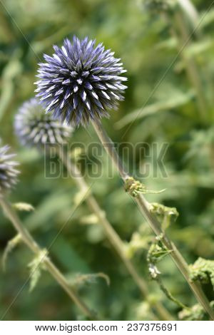 Blue Southern Globethistle Flower - Latin Name - Echinops Ritro