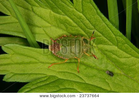 Green Shield Bug (Palomena prasina)