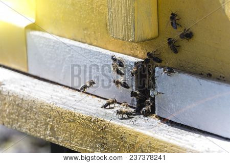 Bees Fly In The Hive. Bees Collect Pollen And Carry It To The Hive.