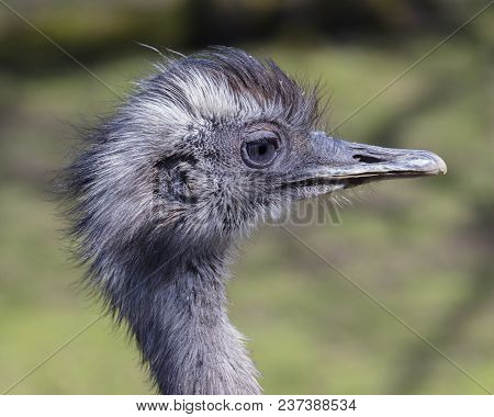 Profile Of Rhea Bird With A Quiff And Green And Shadows In Background.