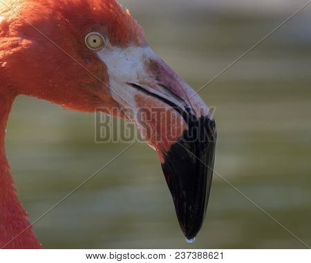 Profile Of Flamingo With Focussed Eye With Lake In Background