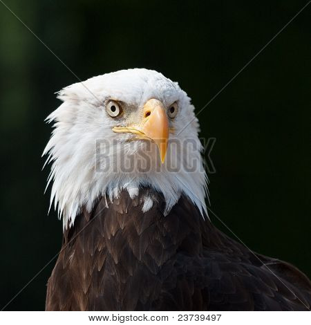 American Eagle