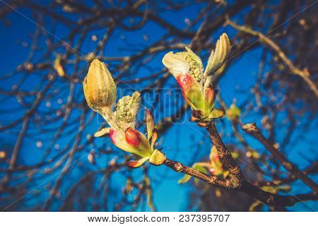 Chestnut Bud Tree In Spring. Horse-chestnut Outside