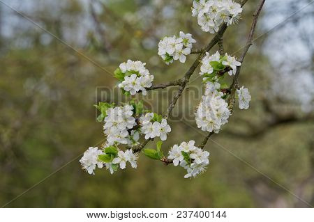 Beautiful Flowering Fruit Trees. Blooming Plant Branches In Spring Warm Bright Sunny Day