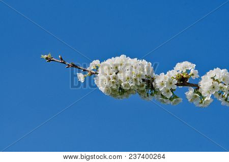 Beautiful Flowering Fruit Trees. Blooming Plant Branches In Spring Warm Bright Sunny Day