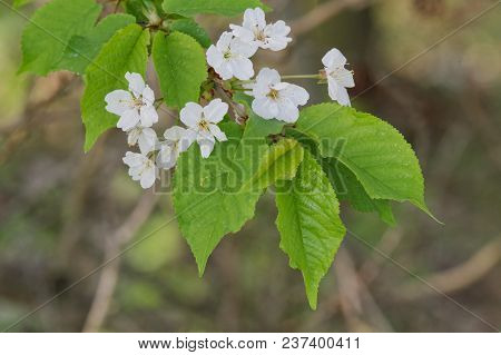 Beautiful Flowering Fruit Trees. Blooming Plant Branches In Spring Warm Bright Sunny Day