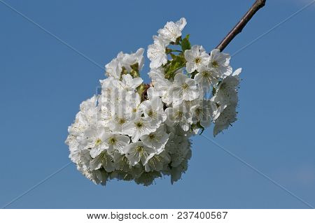 Beautiful Flowering Fruit Trees. Blooming Plant Branches In Spring Warm Bright Sunny Day