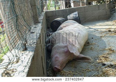Scrofa Rests In The Pigsty Of A Farm
