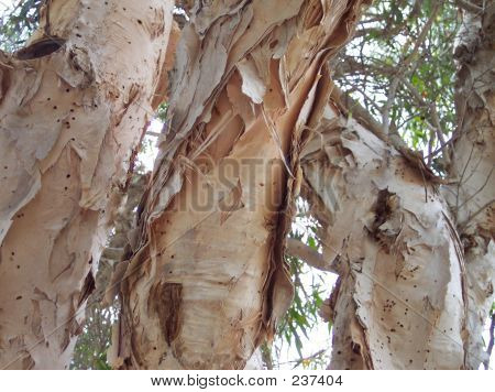 Paperbark Tree