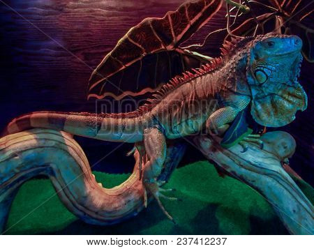 A Green Iguana Sits On A Branch