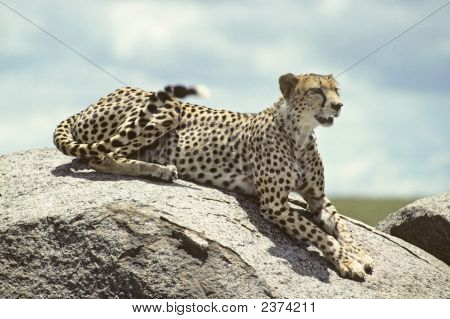Guépard africain
