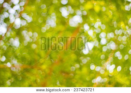 Abstract Blur Of Nature With Bokhe Of Light Through The Trees As Background Image