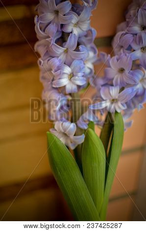 Two Delft Blue Lily Hyacinthus Orientalis Liliaceae With White Pentals