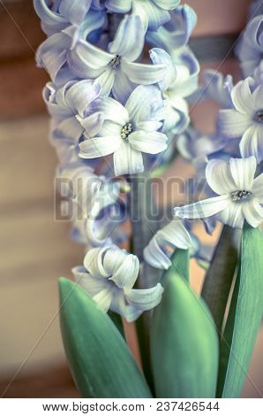 Two Delft Blue Lily Hyacinthus Orientalis Liliaceae With White Pentals