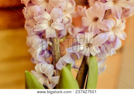 Two Delft Blue Lily Hyacinthus Orientalis Liliaceae With White Pentals