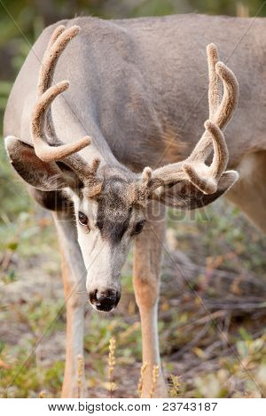 Mule deer sorteper med fløjl hjortetak græsning