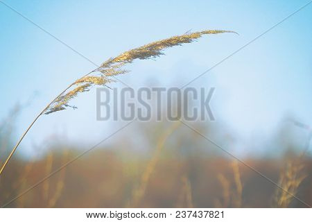 Dry Blade Of Grass Swaying In The Wind Against The Blue Sky