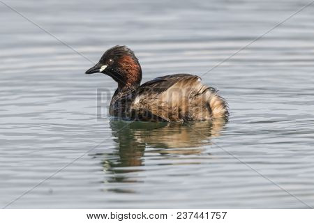 Tachybaptus Ruficollis Duck On Lake