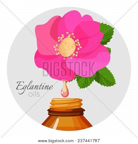 Eglantin Oils Promo Poster With Wild Rose Flower And Bottle. Blossom With Fragrant Essence Drop And 
