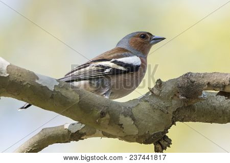 Finch Fringilla Coelebs Bird On Tree