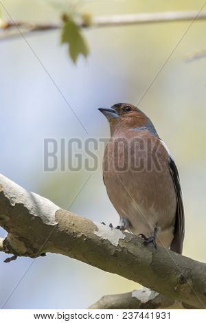 Finch Fringilla Coelebs Bird On Tree