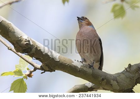 Finch Fringilla Coelebs Bird On Tree