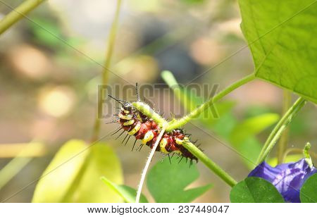 Caterpillar Climbing And Feeding On Butterfly Pea Branch In Garden