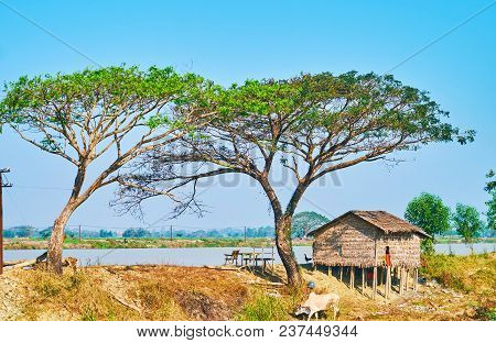 The Old Stilt House By The Puzundaung Creek Next To The Scenic Umbrella-shaped Trees And With Grazin