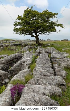 Lone tree and Limestone pavement at Winskill Stones Nature Reserve, near Settle, Yorkshire Dales, North Yorkshire, UK