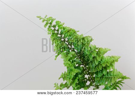 Leaves Of The Fern Nephrolepis Exaltata