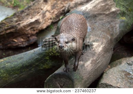 Full Body Of Eurasian Otter (lutra Lutra)