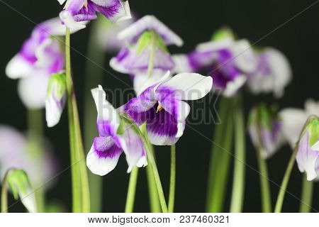 The Violet Viola Hederacea From Australia.