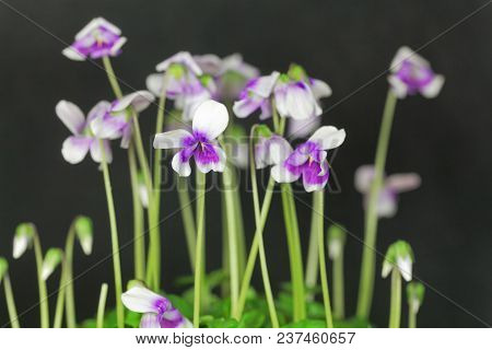 The Violet Viola Hederacea From Australia.