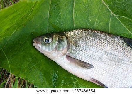 Single Freshwater Fish Common Bream On Natural Background..