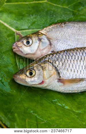 Freshwater Common Bream And European Chub Fish On Natural Background..