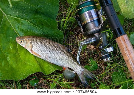 View Of The European Chub Fish And Fishing Rod With Reel On The Natural Background. .