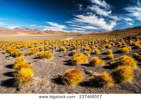 Desert with mountains and vegetation. Landscape of the Sud Lipez province. South of Bolivia
