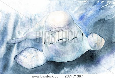 Watercolor Picture. Beluga. Delphinapterus Leucas With Background