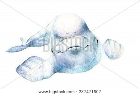 Watercolor Picture. Beluga. Delphinapterus Leucas. Processed In Fs