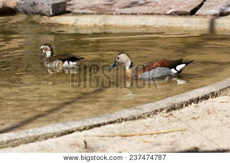 Pair Of Ringed Teal (male And Female Callonetta Leucophrys)