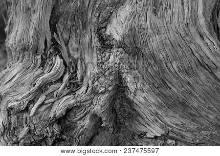 Black And White Gnarled Tree Pattern With Wild Wood Grain