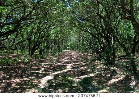 Nature Trail Through Woods Along The Beach With Shadows