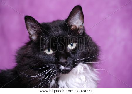 Black And White Cat auf Lila Hintergrund