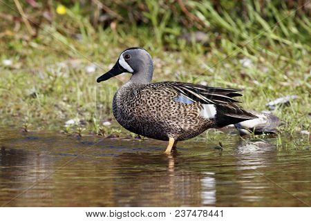 A Male Blue-winged Teal, Anas Discors In Shallow Water In Florida