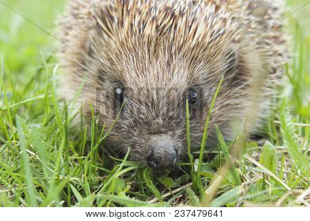 Hedgehog In The Green Grass Close Up