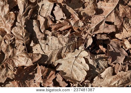 Forest floor with fallen plent parts