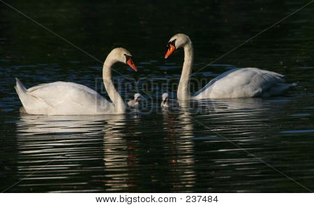 Swan familien svømme